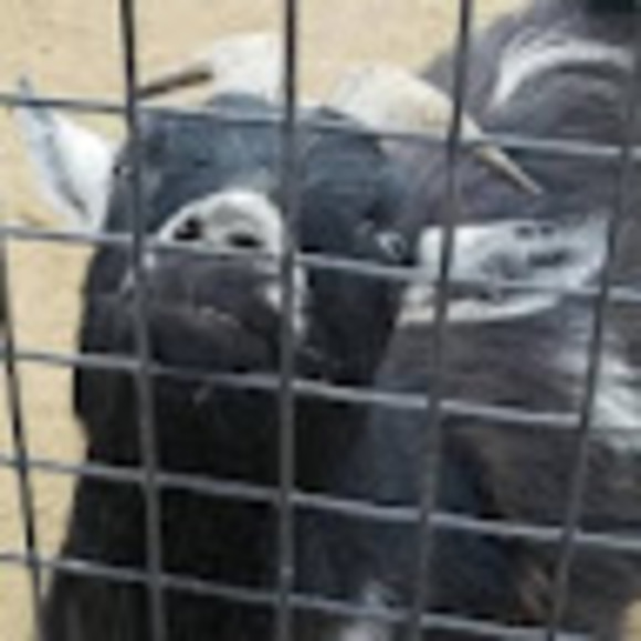 Meet your Posher, Kristina - Picture 1 of 1